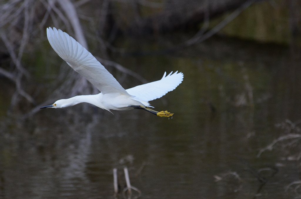 Egret, Snowy, 2013--01073551 Sabal Palm Sanctuary, Brownsville, TX.JPG - Snowy Egret. Sabal Palm Saanctuary, Brownsville, TX, 1-7-2013